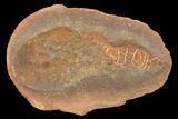 Fossil Spoon Worm (Coprinoscolex) Pos/Neg - Illinois #120977-2